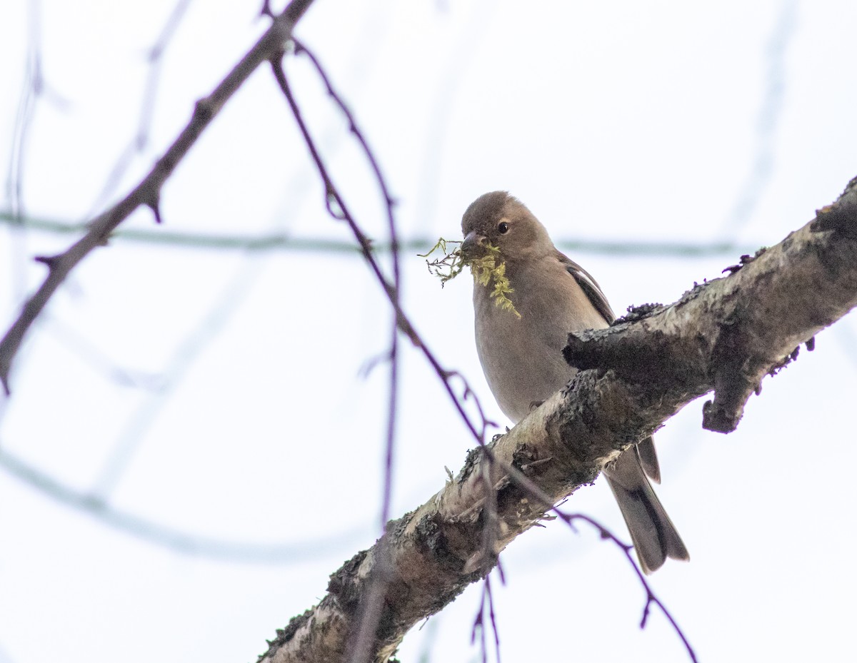 Common Chaffinch - ML554558951