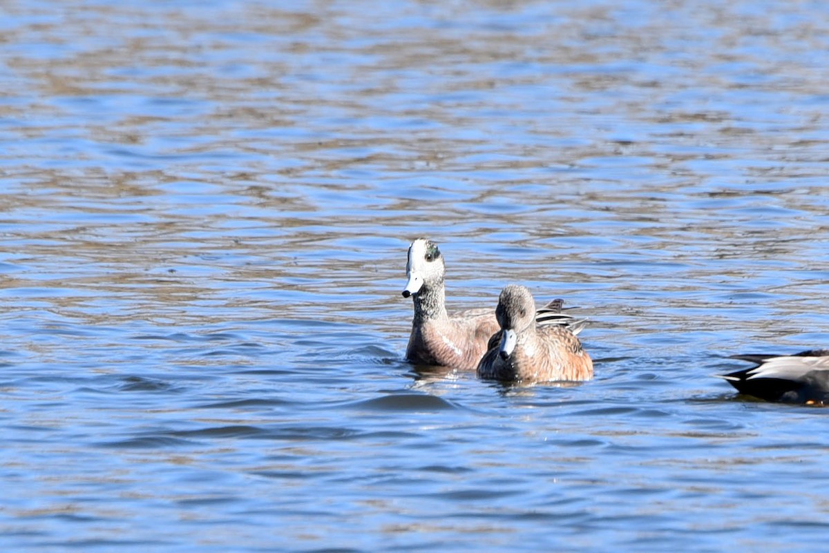 American Wigeon - ML554560751