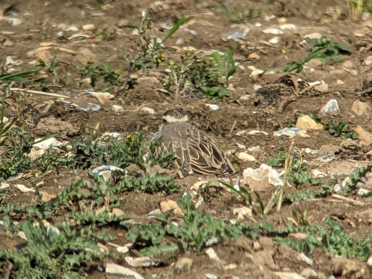 Eurasian Dotterel - ML554560941