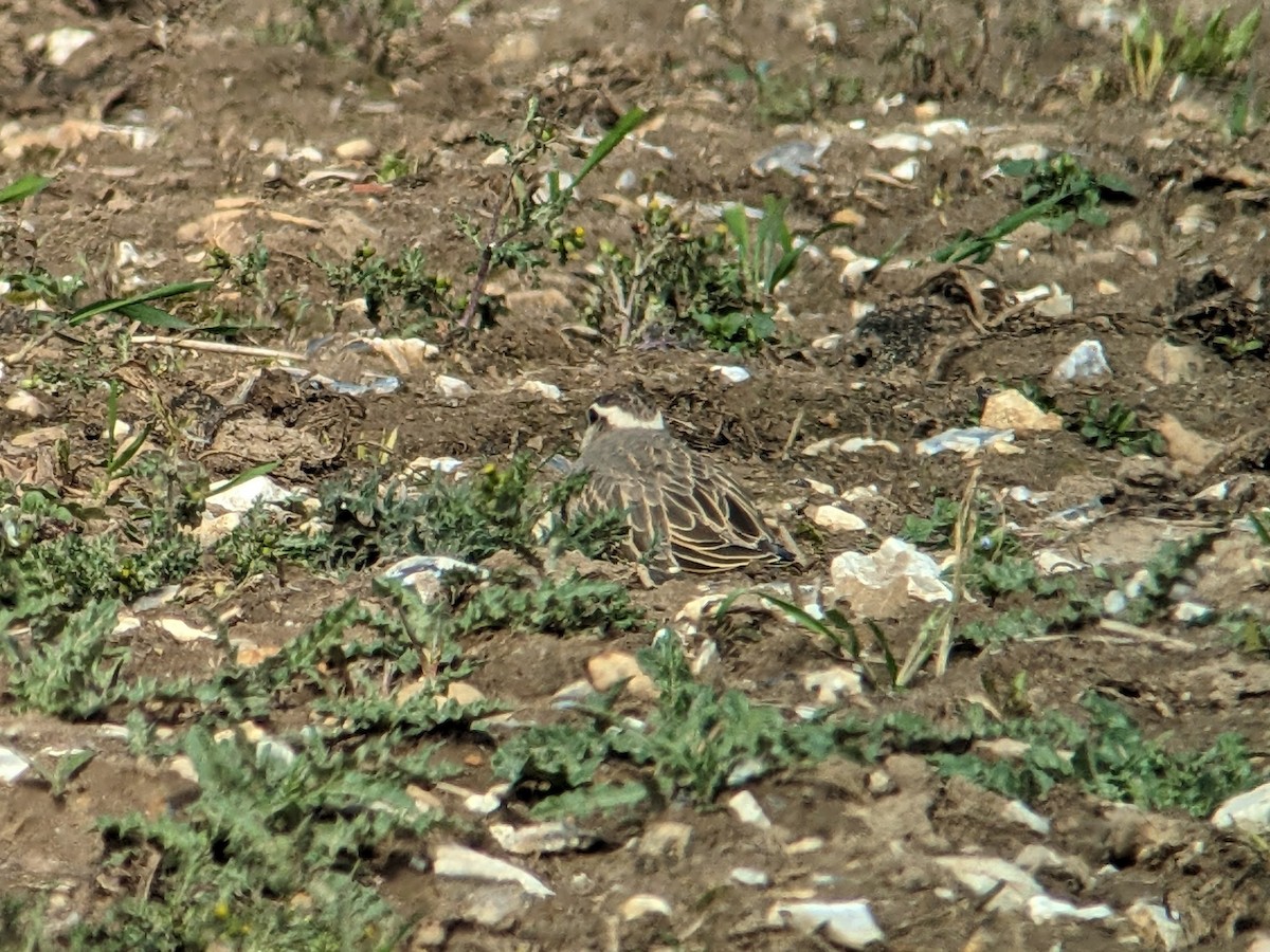 Eurasian Dotterel - ML554560961