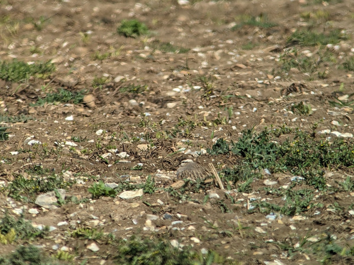 Eurasian Dotterel - ML554560981