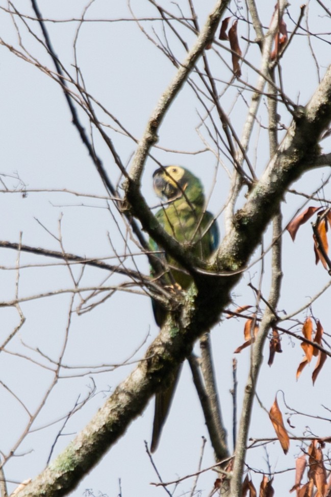 Yellow-collared Macaw - ML554561231