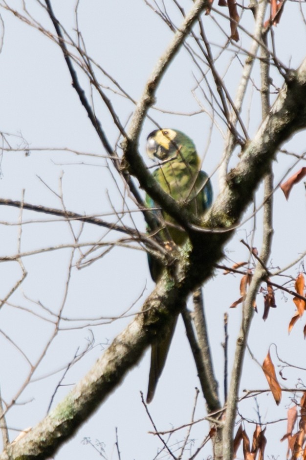 Yellow-collared Macaw - ML554561301