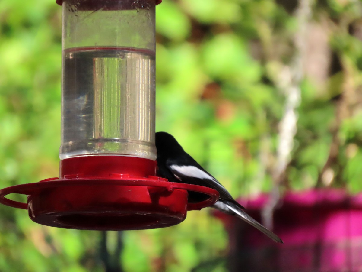 Painted Redstart - ML554561841