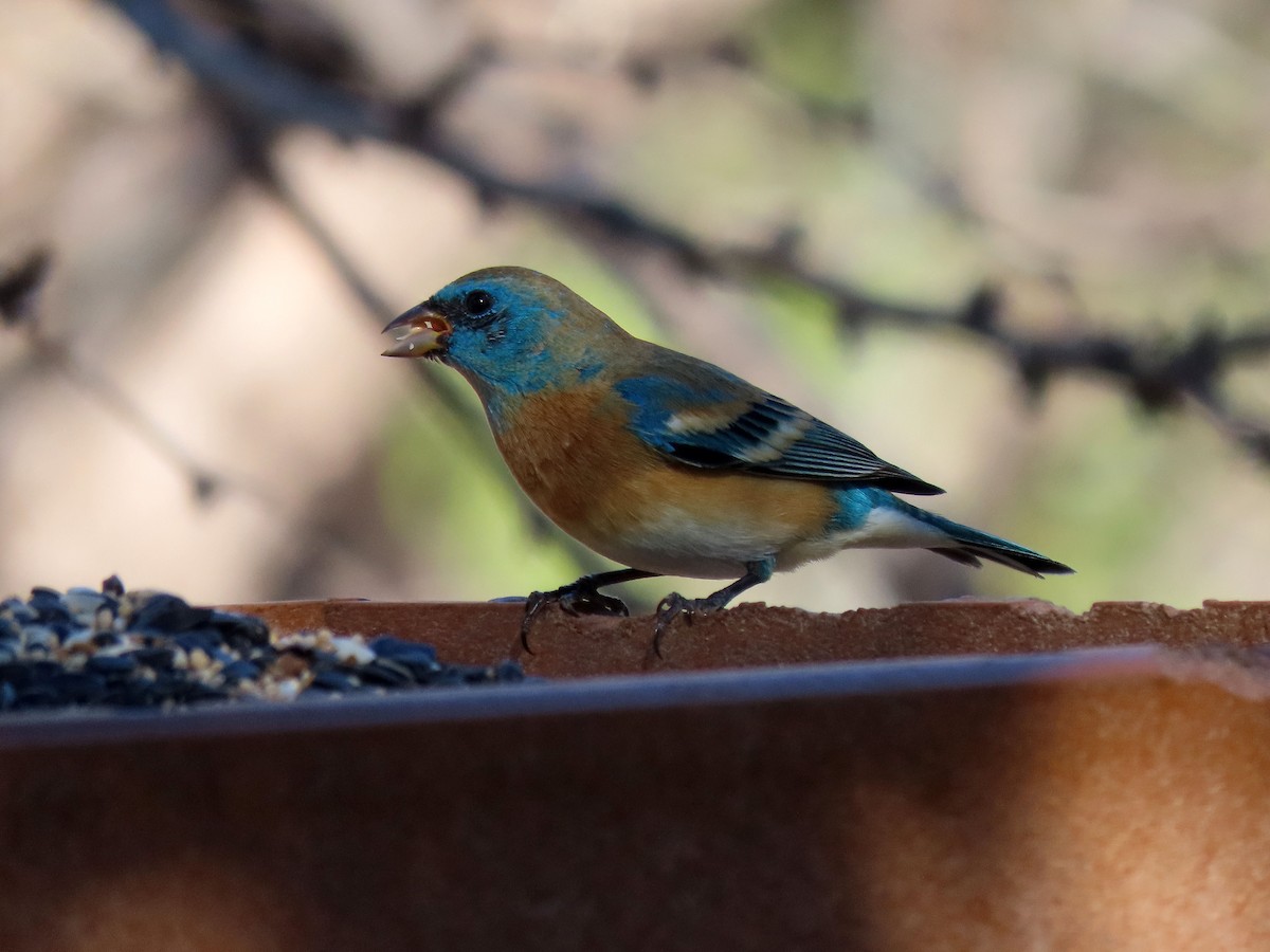 Lazuli Bunting - Darrell Schiffman