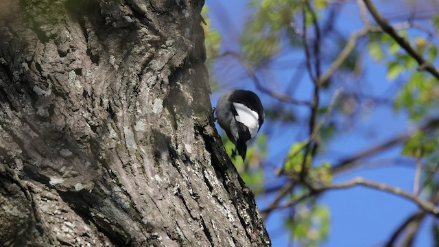 Red-headed Woodpecker - ML554562591