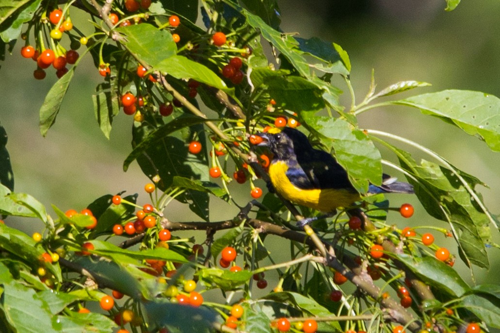 Purple-throated Euphonia - ML554563611