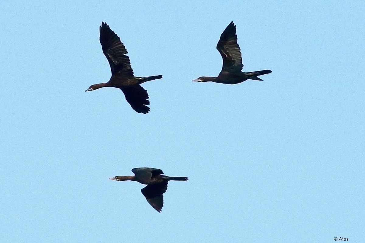 Great Cormorant - ML554564021