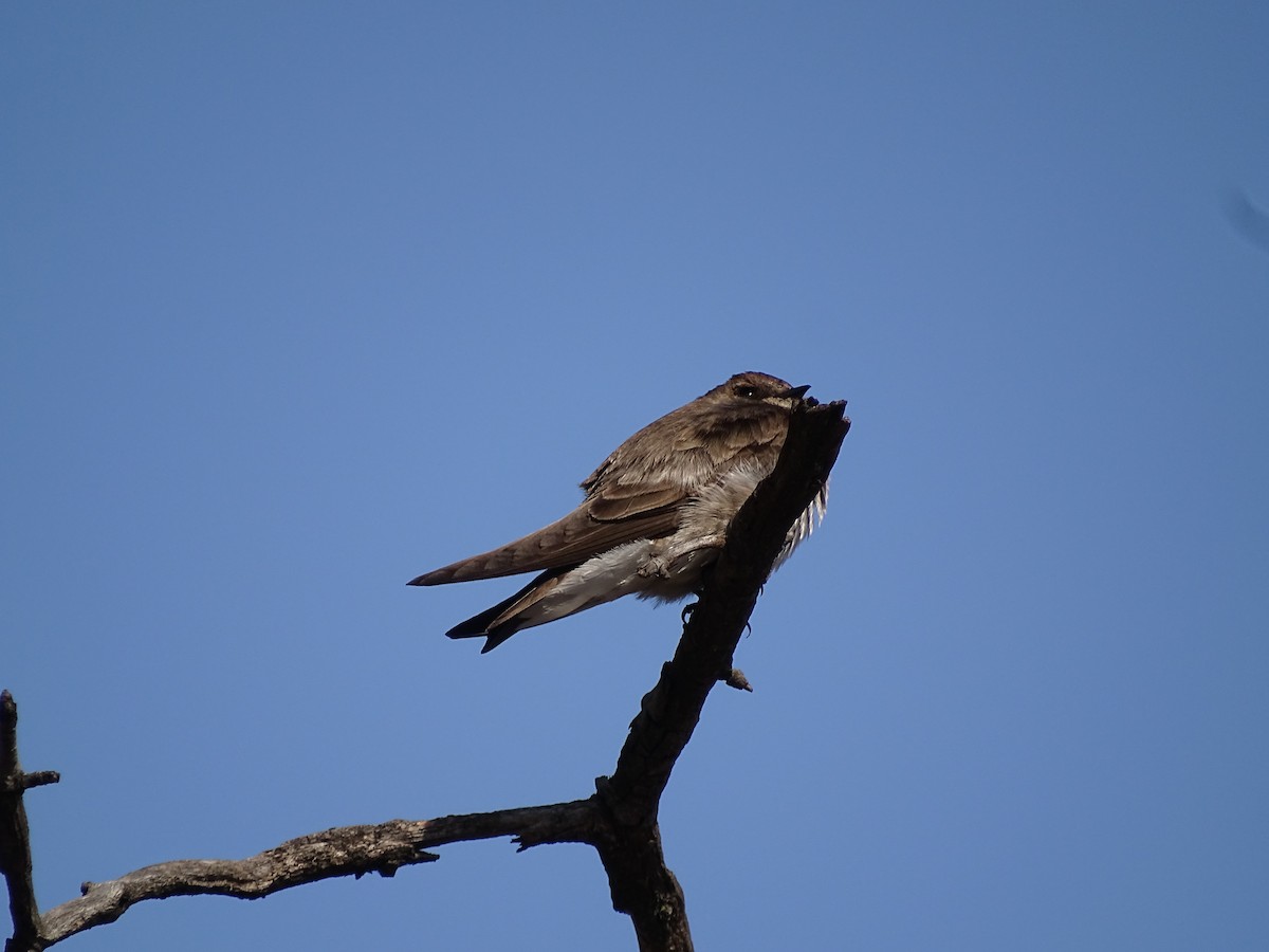 Northern Rough-winged Swallow (Northern) - Beverley Lynn