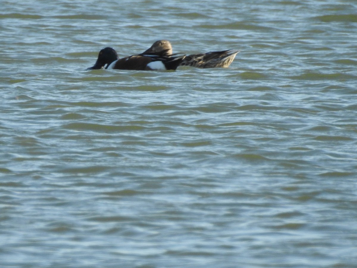 Northern Shoveler - ML554564991