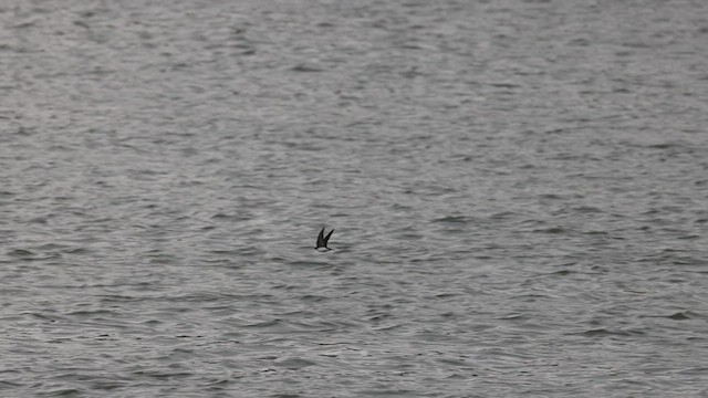 Hirondelle bicolore - ML554565111