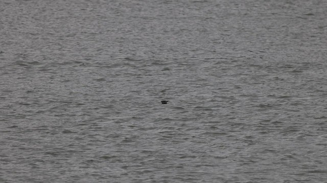 Hirondelle bicolore - ML554565141