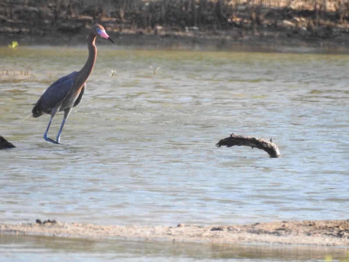 Reddish Egret - Patrick Gearin