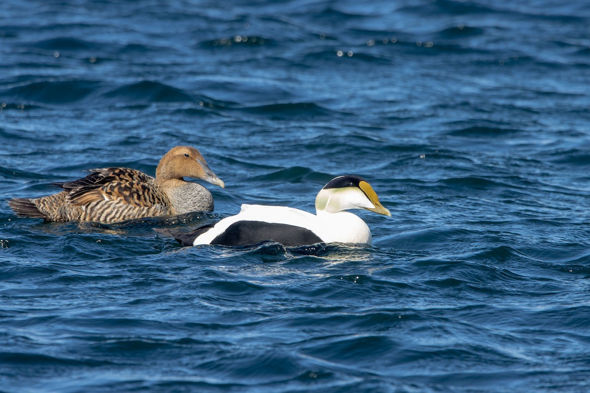 Common Eider - Tristan Yoo