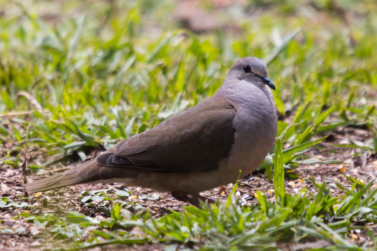 Large-tailed Dove - Roland Pfeiffer