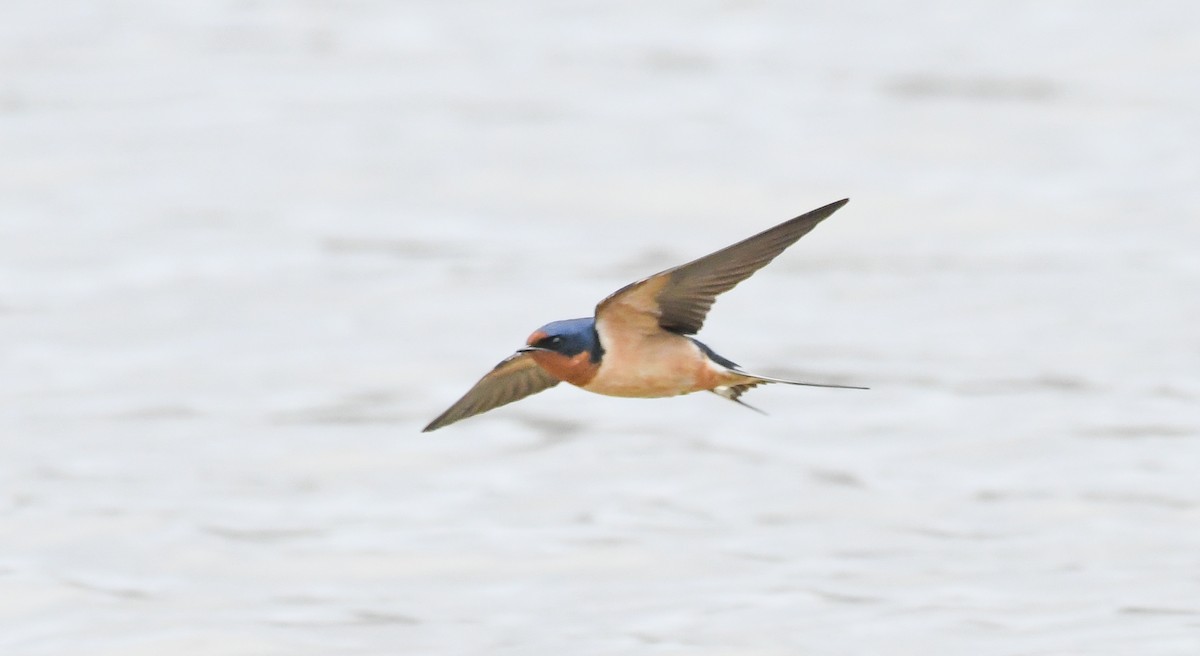 Barn Swallow - ML554565871