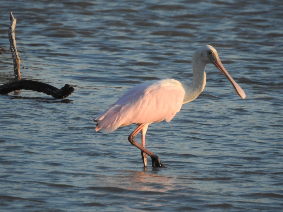 Roseate Spoonbill - ML554566031