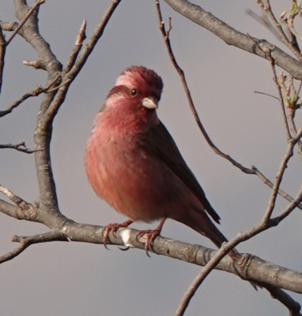 Pink-browed Rosefinch - ML554566431