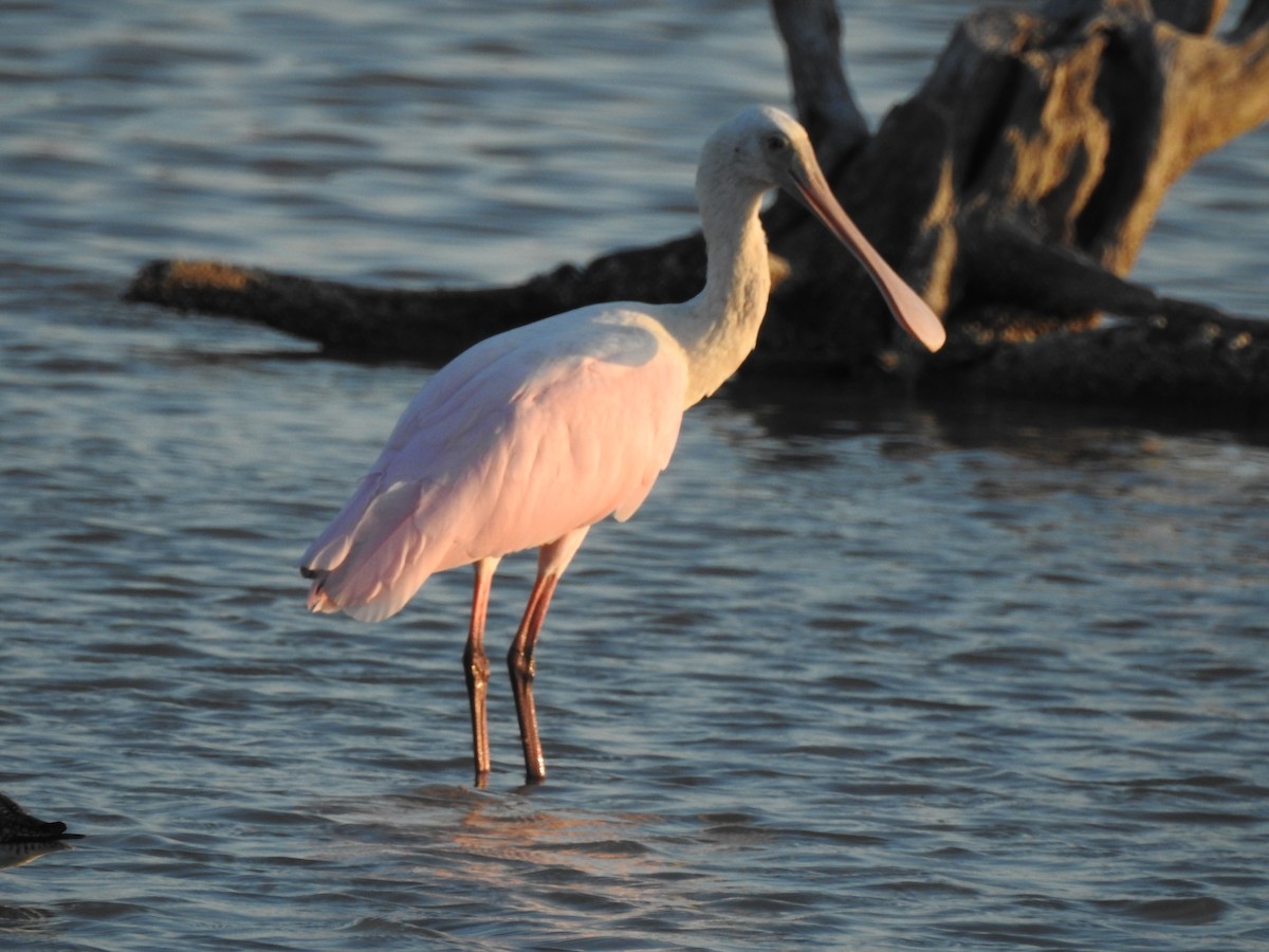 Roseate Spoonbill - ML554566571