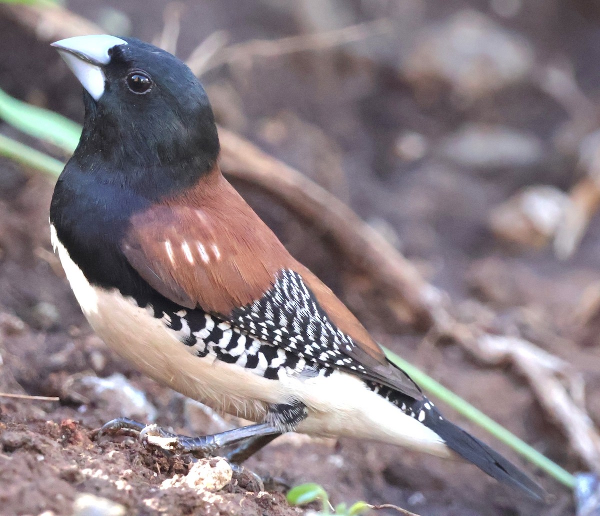 Capuchino Bicolor - ML554566701