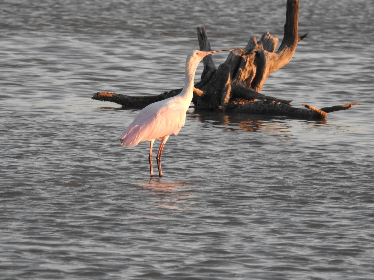 Roseate Spoonbill - ML554566771