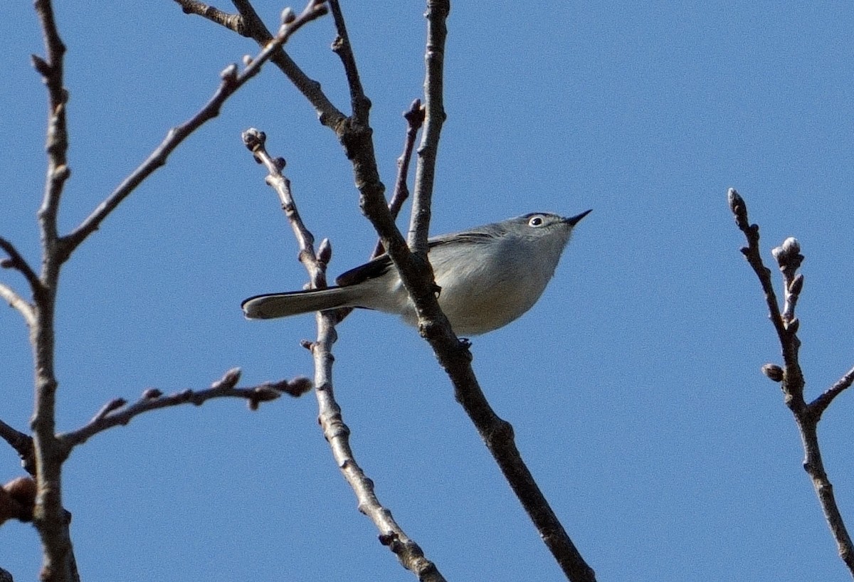 Blue-gray Gnatcatcher - ML554567031