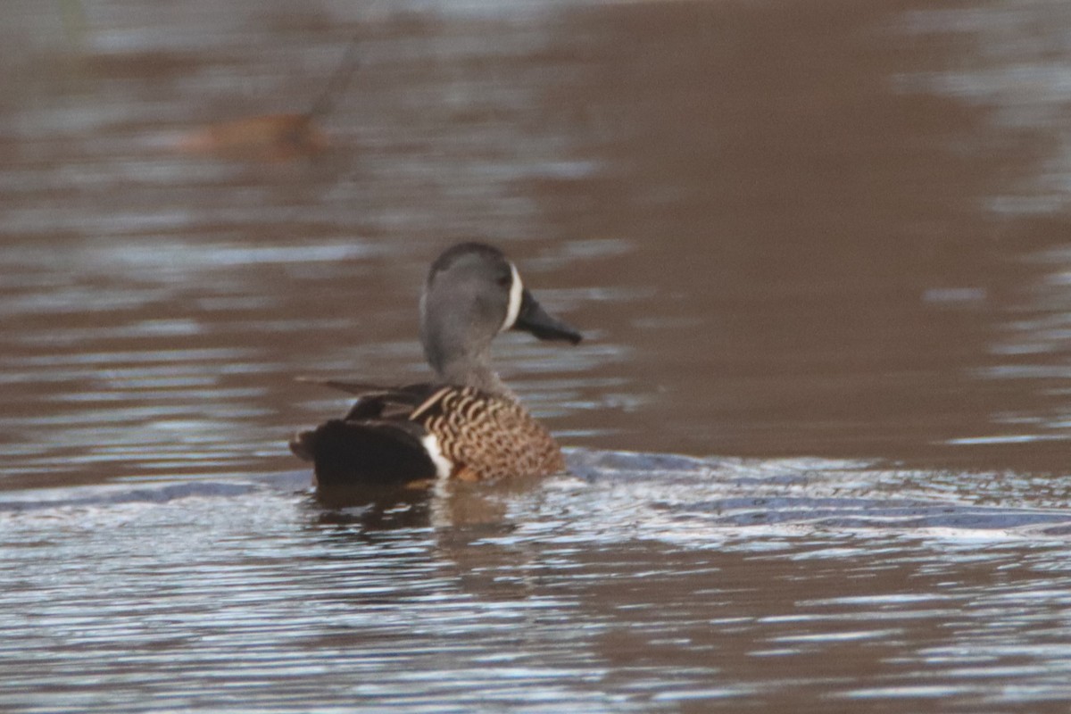 Blue-winged Teal - ML554567881