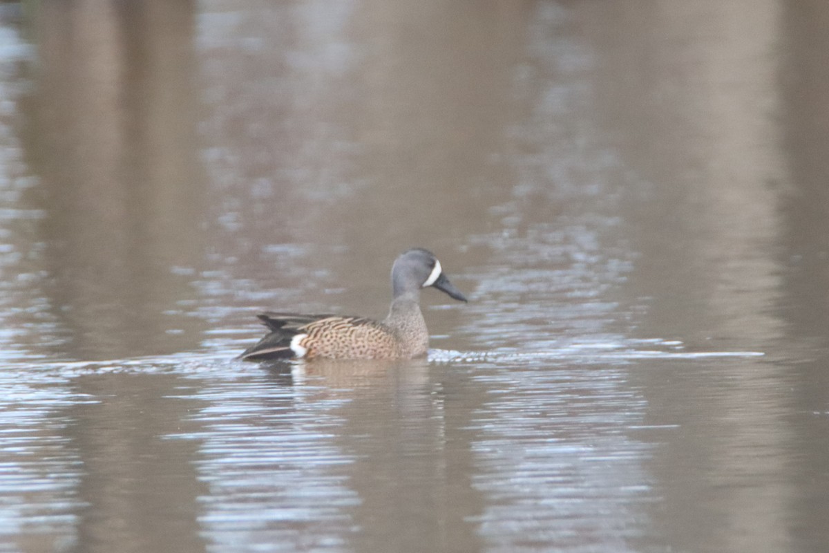 Blue-winged Teal - ML554567911