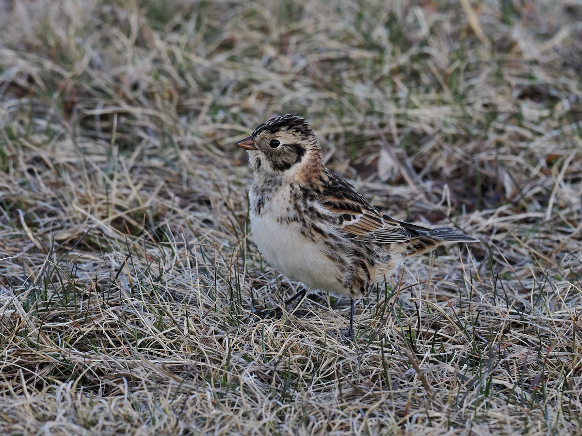 Lapland Longspur - Gordon Smith