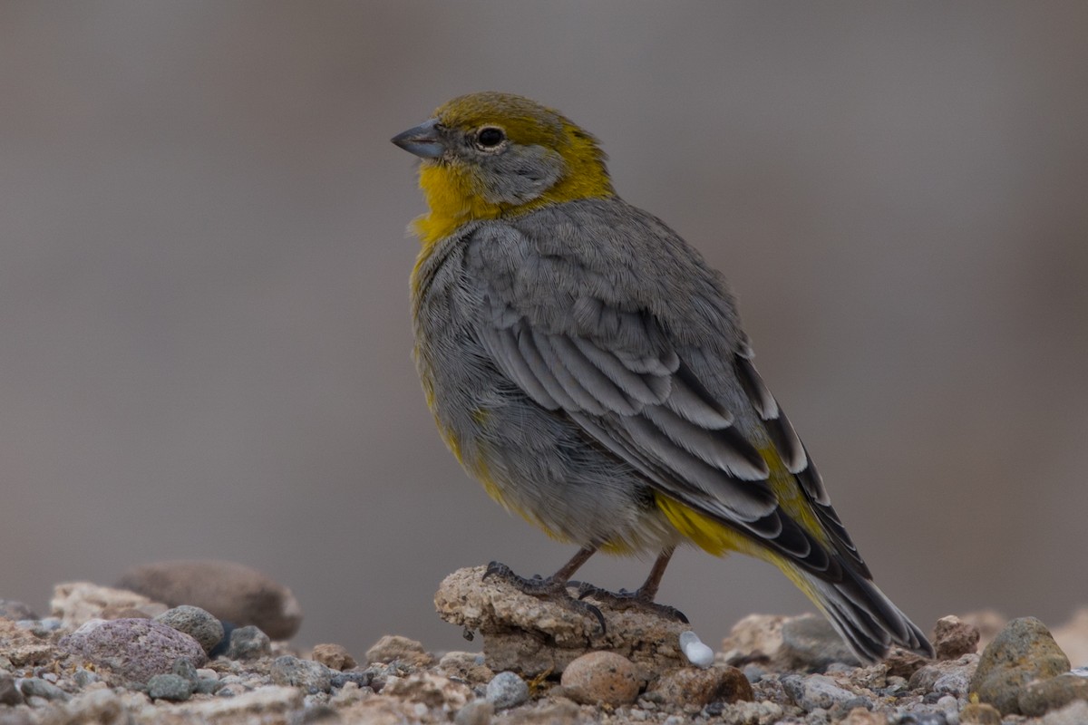 Bright-rumped Yellow-Finch - ML554568941
