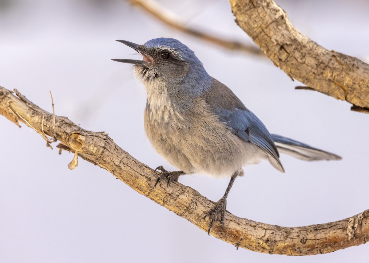 Woodhouse's Scrub-Jay - ML554569551