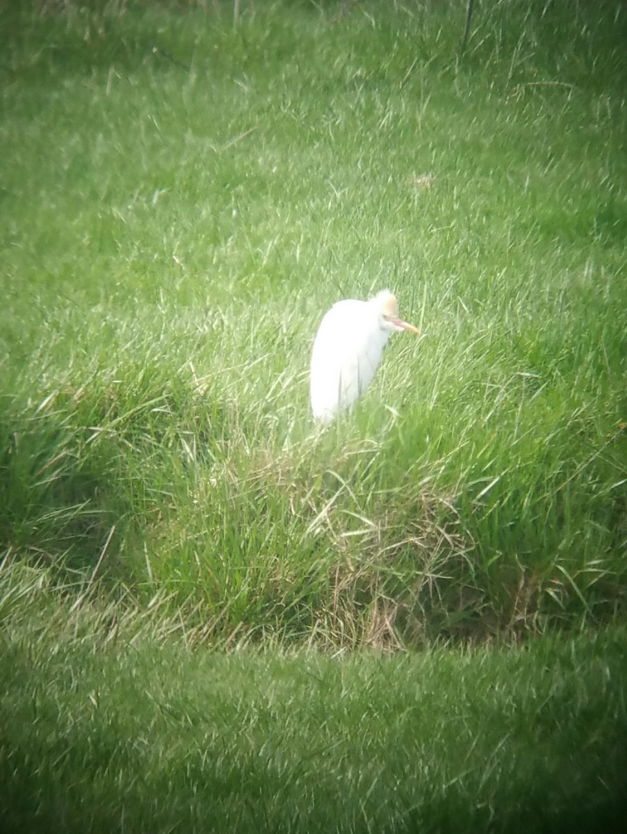 Western Cattle-Egret - ML55457001