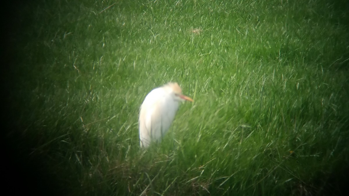 Western Cattle-Egret - ML55457041