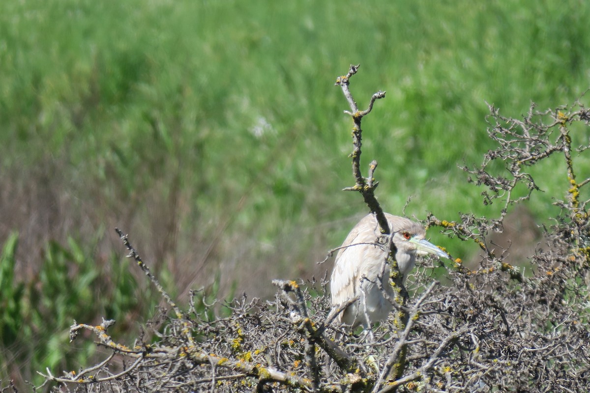 Black-crowned Night Heron - ML554570831