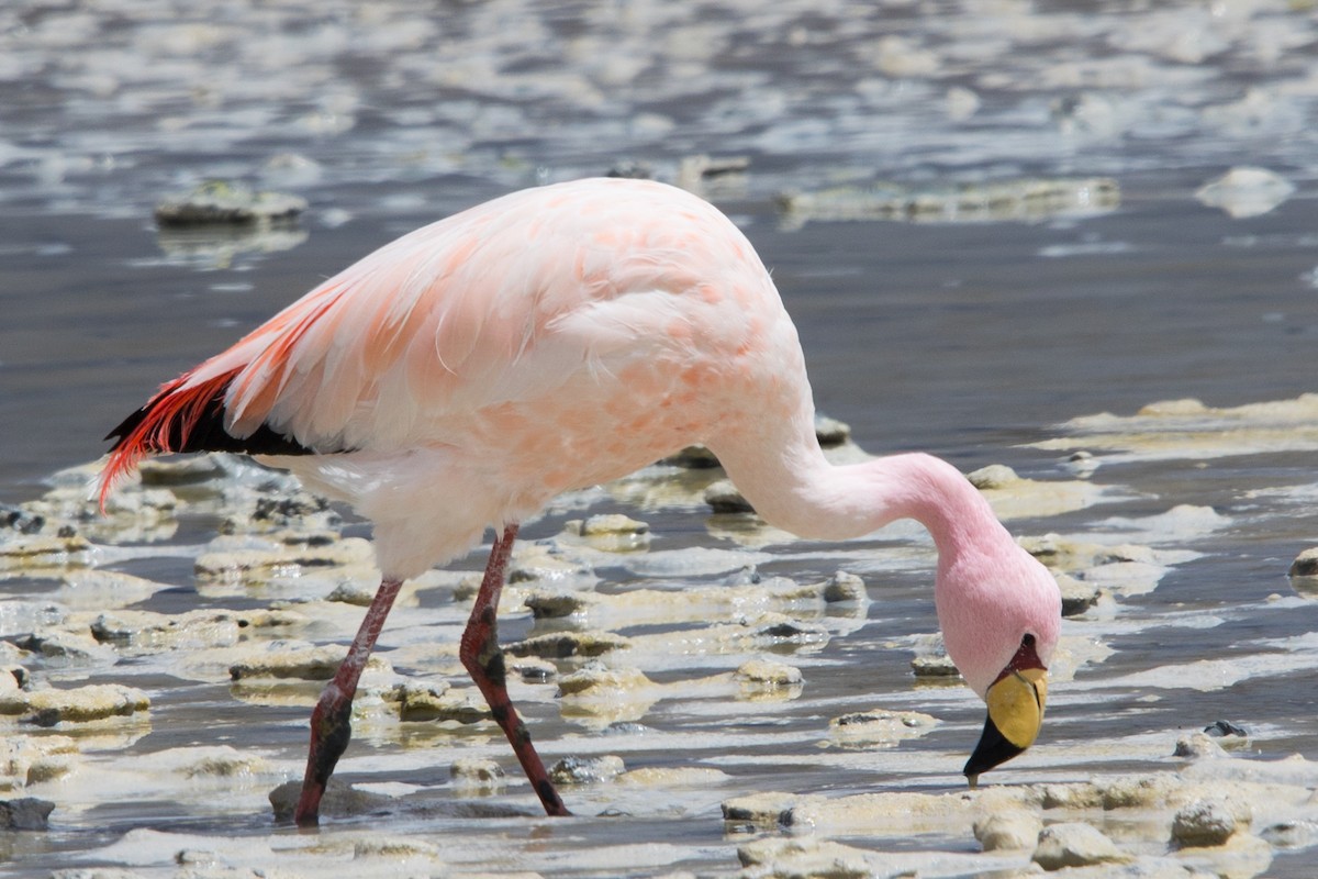 Puna Flamingosu - ML554570921