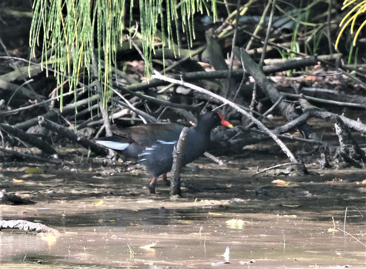 Common Gallinule - ML554571711