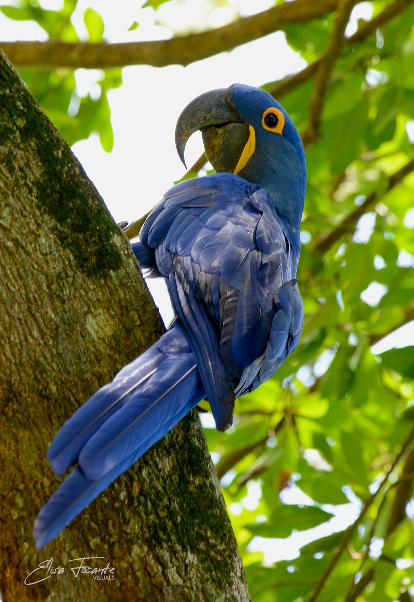 Hyacinth Macaw - Elisa Focante