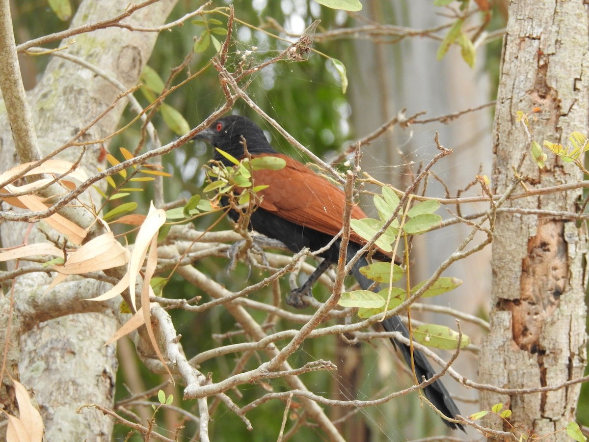 Greater Coucal - ML554572591