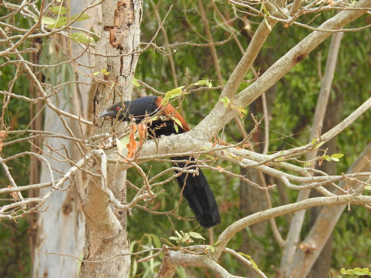 Greater Coucal - ML554572601