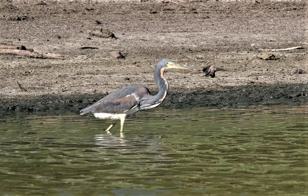 Tricolored Heron - ML554573081