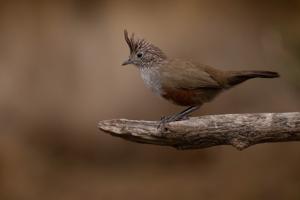 Crested Gallito - ML554573451