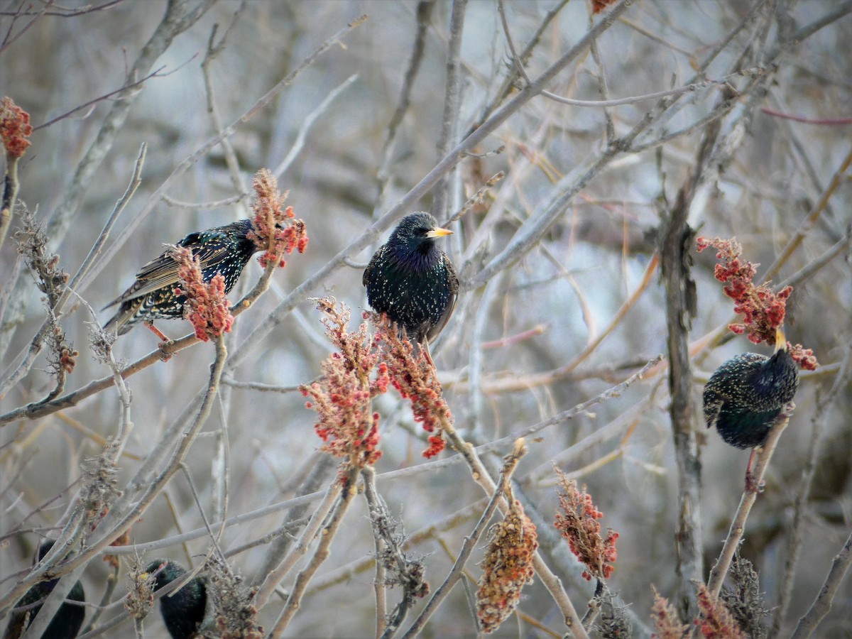 European Starling - Spencer D