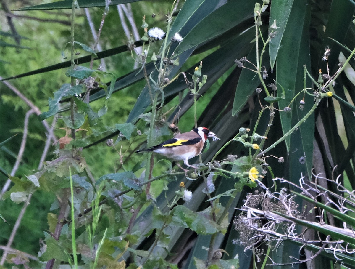 Chardonneret élégant - ML554574981