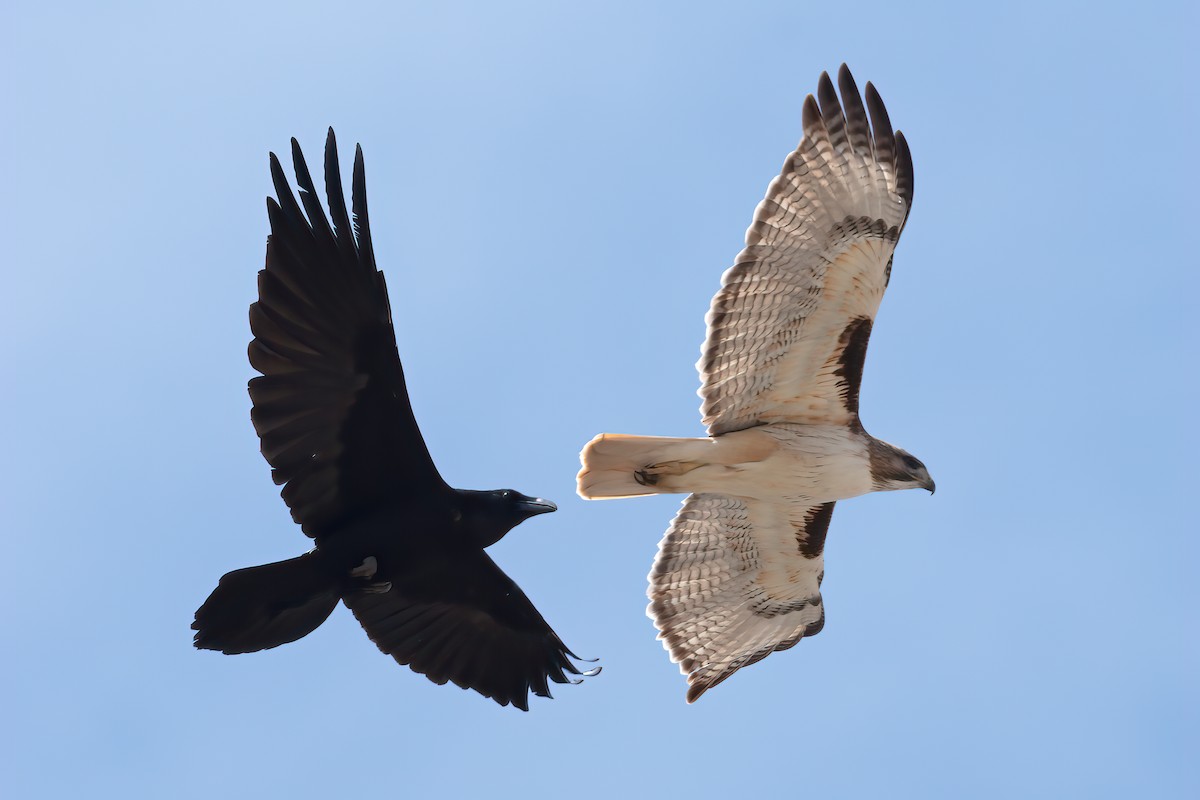 Red-tailed Hawk (fuertesi) - Tim Arthur
