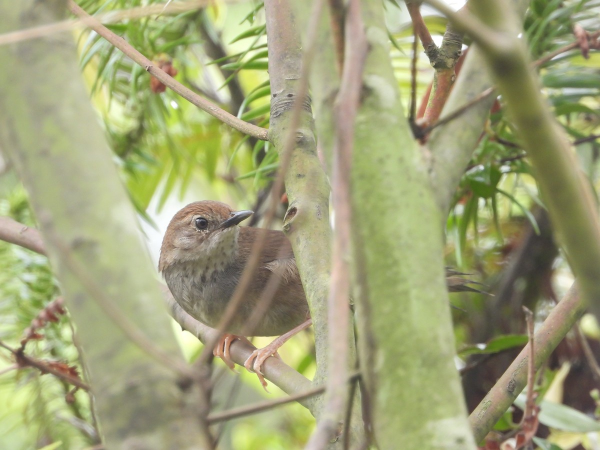 smettesanger - ML554576221