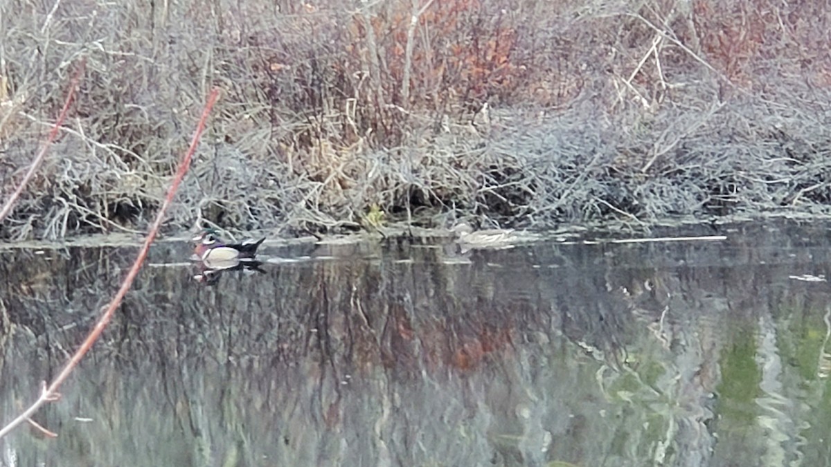 Wood Duck - ML554576451