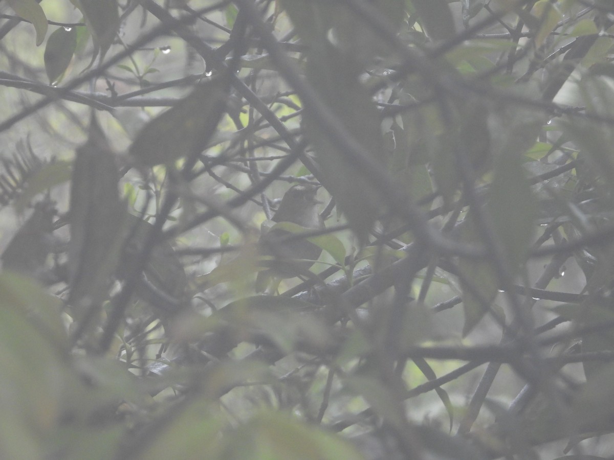 alvekortvinge - ML554576511