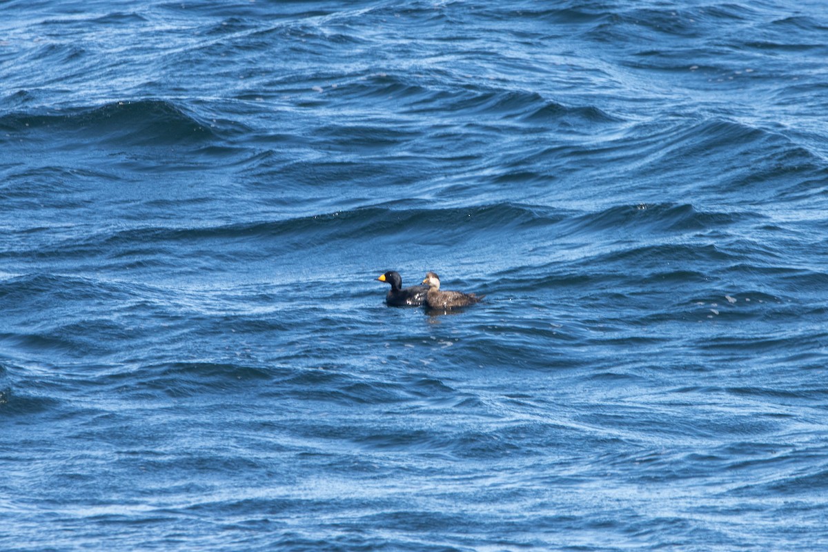 Black Scoter - ML554576801