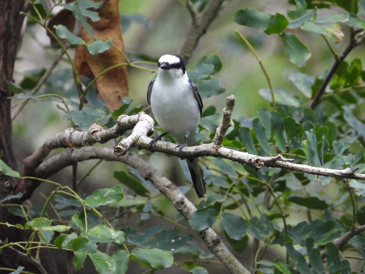 Kül Rengi Minivet - ML554576941