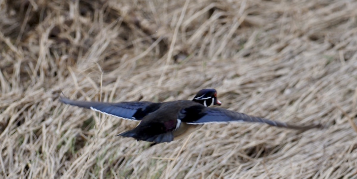 Wood Duck - ML554577781